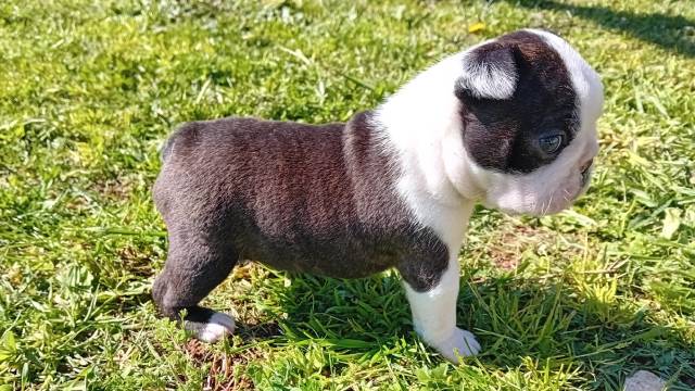 Piccolo di Boston Terrier