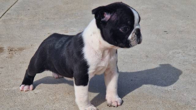 Piccolo di Boston Terrier