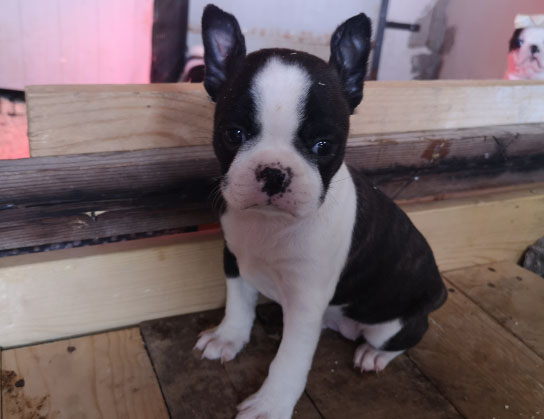 Cagnolino Boston Terrier