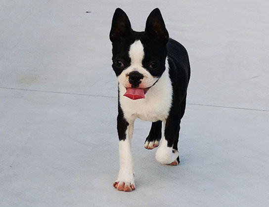 Cagnolino Boston Terrier