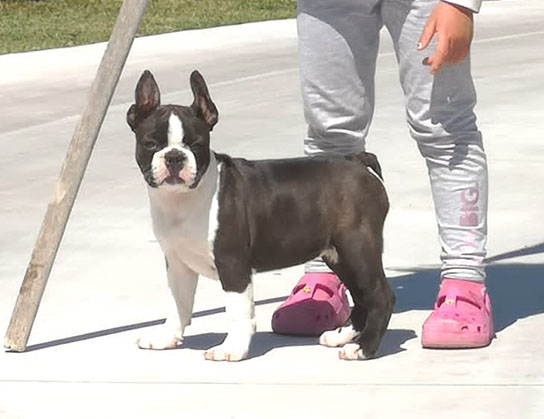 Cagnolino Boston Terrier