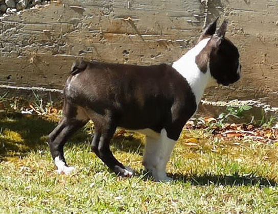 Cagnolino Boston Terrier