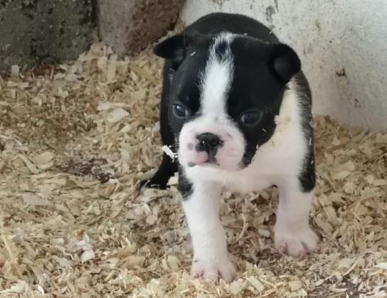 Cagnolino Boston Terrier