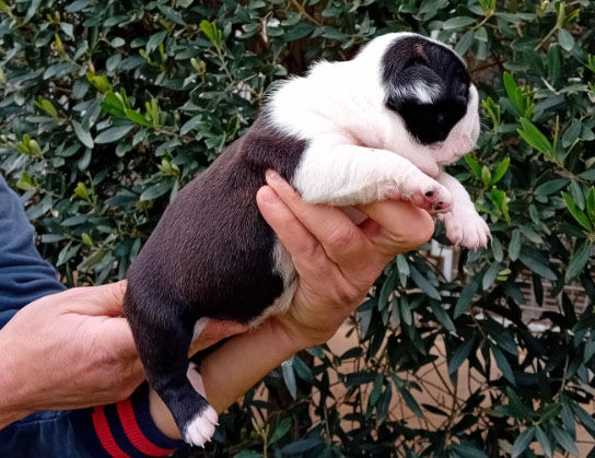 Cagnolino Boston Terrier