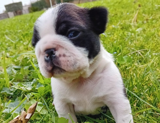 Cagnolino Boston Terrier