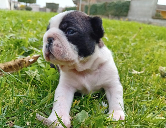 Cagnolino Boston Terrier