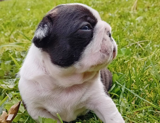 Cagnolino Boston Terrier