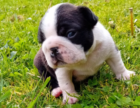 Cagnolino Boston Terrier