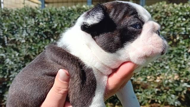 Cagnolino Boston Terrier