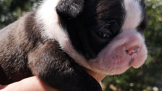 Cucciolo di Boston Terrier in una mano