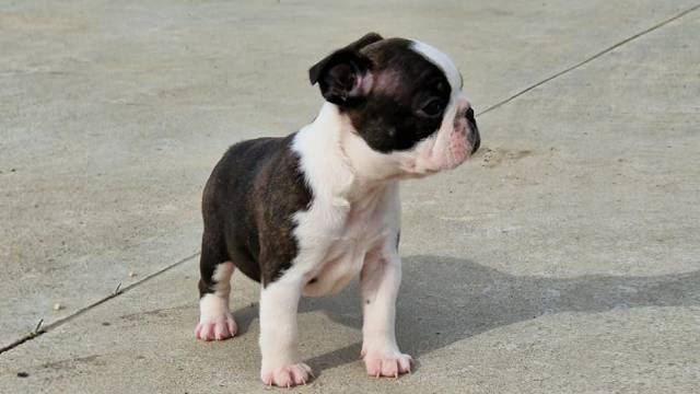 Cucciolo di Boston Terrier in una mano