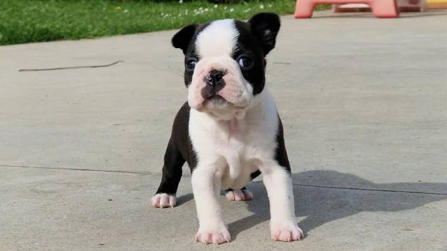 Cagnolino Boston Terrier